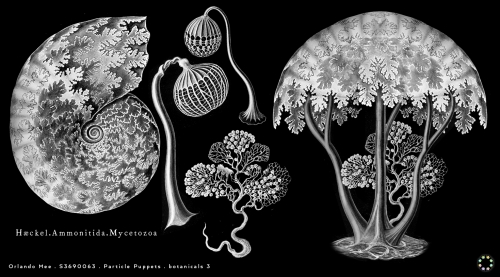 2018-03/botanicals-part3-magi-4mar