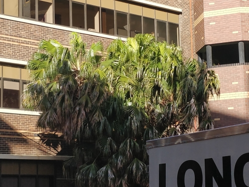 2018-07/1531878141_actual-trees