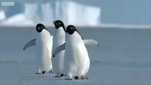 2019-03/giphy