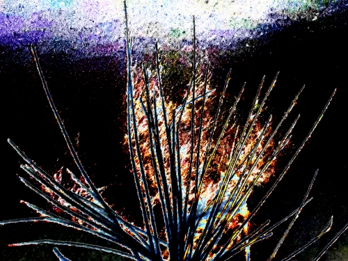 2019-04/weed1