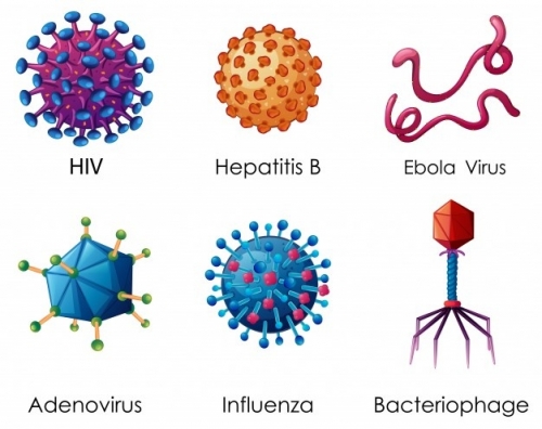 2019-08/six-types-viruses-white-background-1308-3293