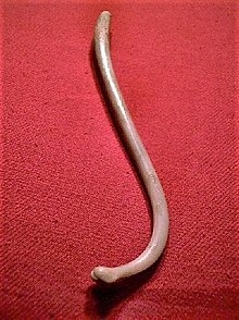 2019-09/220px-raccoonpenisbone