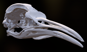 2019-09/3dskull-300x181