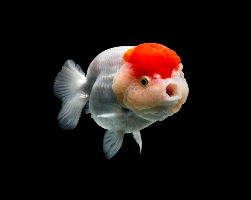 2019-09/goldfish