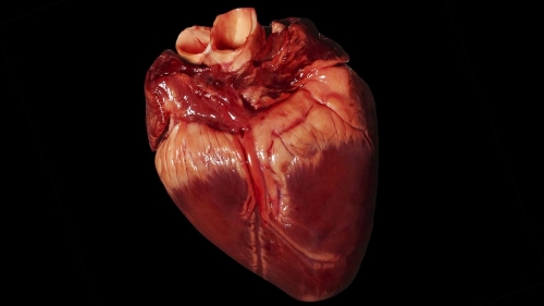 2019-09/heart
