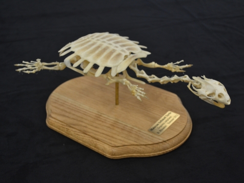 2019-09/turtle-skeleton