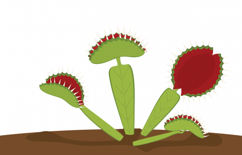 2019-09/venus-flytrap-01