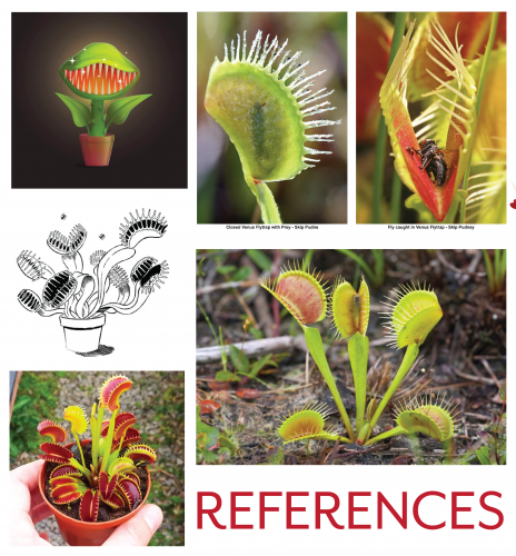 2019-09/venus-flytrap-02