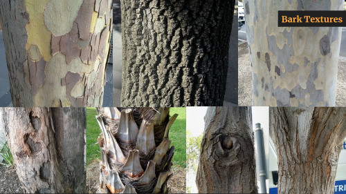 2020-04/bark-textures