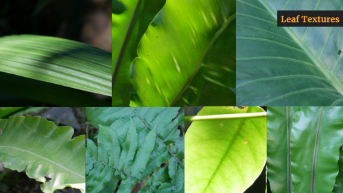 2020-04/leaf-textures