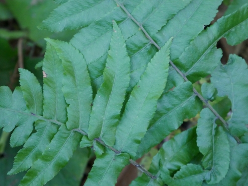 2020-06/p1070114
