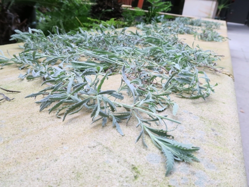 2020-08/loose-lavender