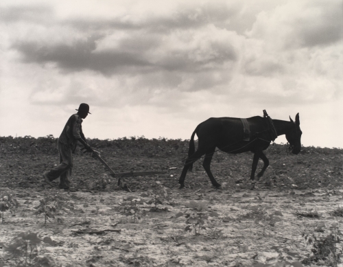 2020-09/one-man-one-mule-greene-county-georgia-dorothea-lange-1937