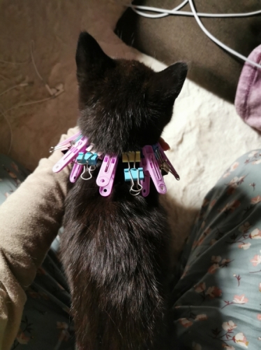 2021-04/1616592830-img-20210323-065954