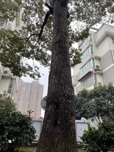 2021-04/tree
