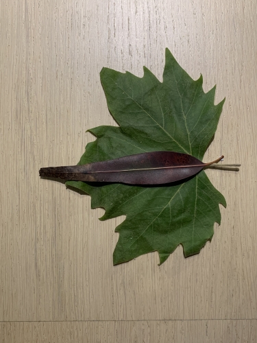 2021-10/img-6336.heic